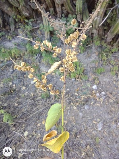Gouania lupuloides, photographed by Olvin Wilfredo Oyuela