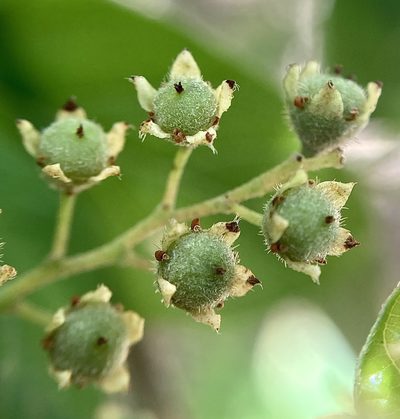 Trymalium odoratissimum, photographed by pimelea