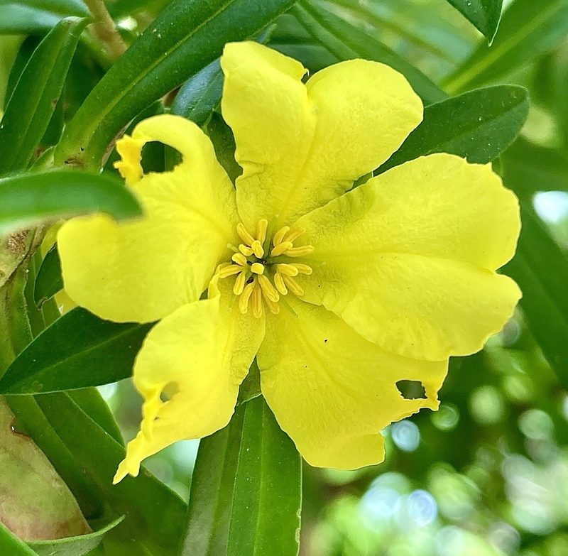 Hibbertia cuneiformis, photographed by pimelea