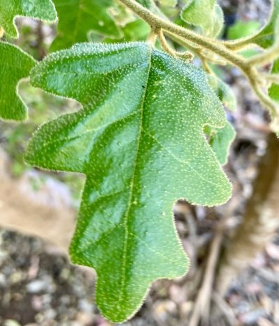 Chorilaena quercifolia, photographed by pimelea