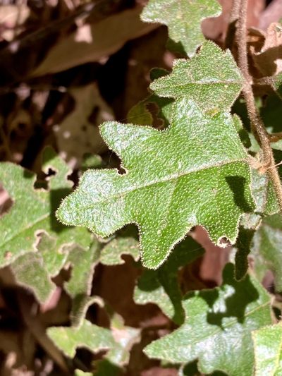 Chorilaena quercifolia, photographed by pimelea