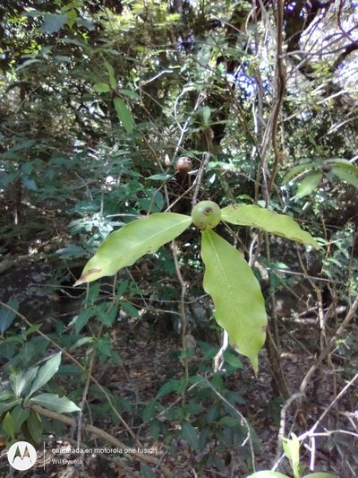 Alibertia edulis, photographed by Olvin Wilfredo Oyuela