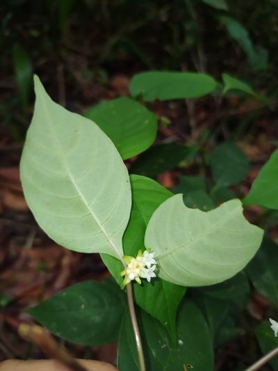 Palicourea hoffmannseggiana, photographed by Guillaume Delaitre