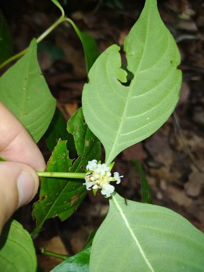 Palicourea hoffmannseggiana, photographed by Guillaume Delaitre