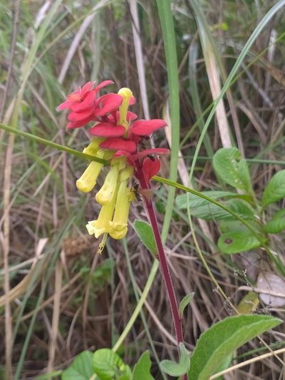 Amasonia campestris, photographed by Guillaume Delaitre
