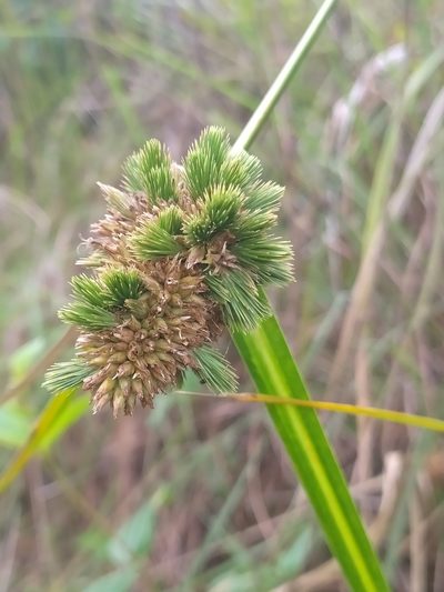 Rhynchospora cephalotes, photographed by Guillaume Delaitre