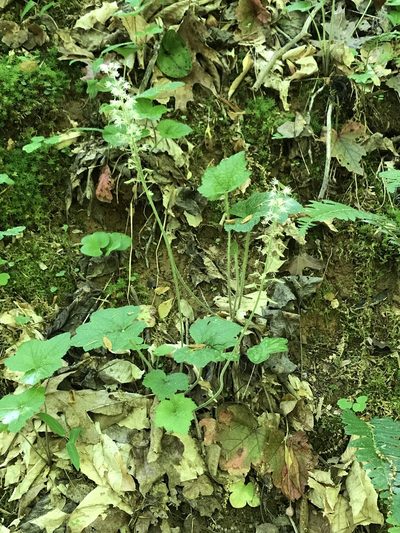 Tiarella cordifolia, photographed by Carol Ann McCormick