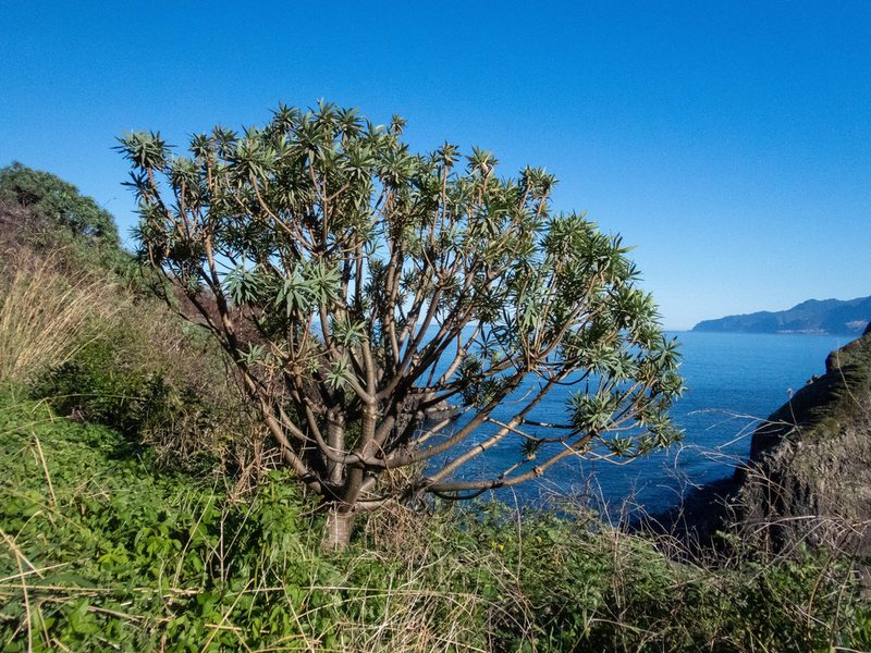 Euphorbia piscatoria, photographed by Thibaud Aronson