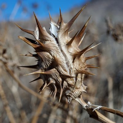 Datura quercifolia, photographed by Andrew Tree