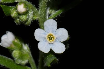 Hackelia floribunda, photographed by Brian Finzel