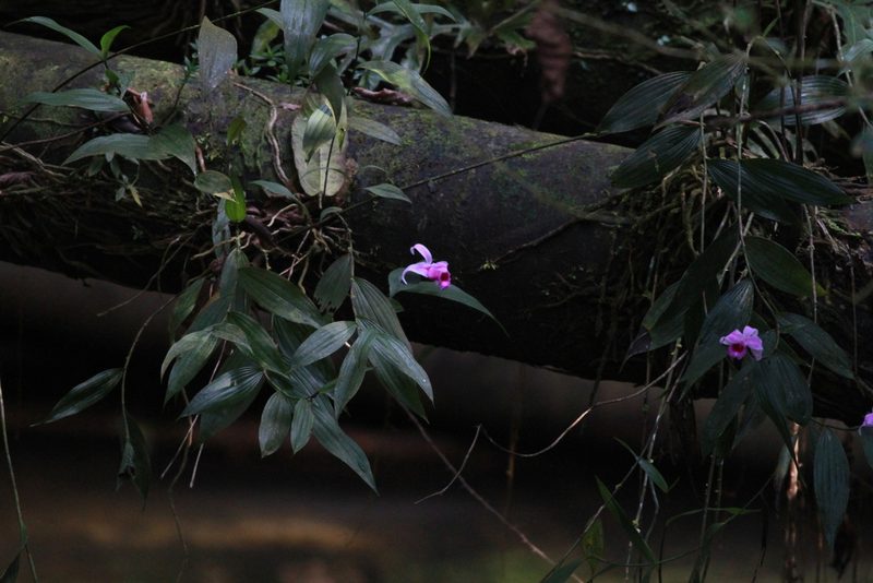 Sobralia decora, photographed by harrier