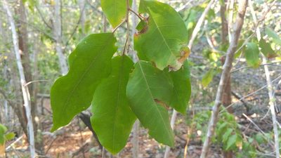 Croton nitens, photographed by wverhoeven