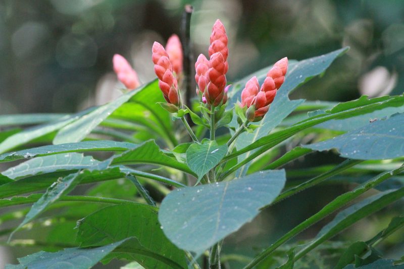Aphelandra sinclairiana, photographed by harrier