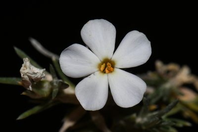 Phlox andicola, photographed by Brian Finzel