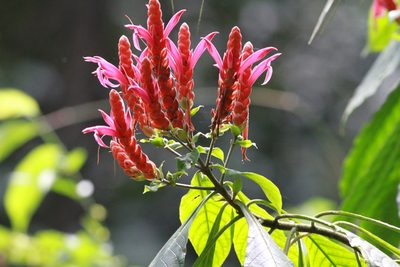 Aphelandra sinclairiana, photographed by harrier