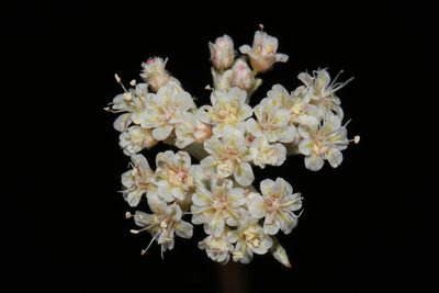 Eriogonum pauciflorum, photographed by Brian Finzel