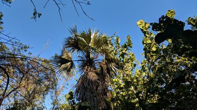 Coccothrinax proctorii, photographed by wverhoeven