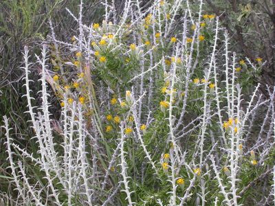Tetradymia spinosa, photographed by Matt Lavin