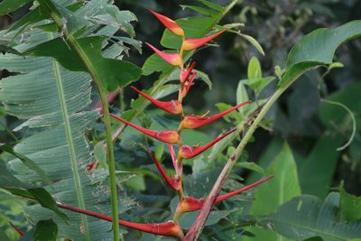 Heliconia latispatha, photographed by harrier