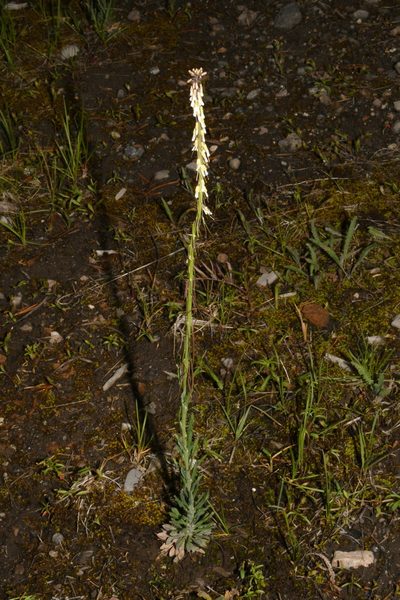 Boechera collinsii, photographed by Brian Finzel