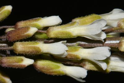 Boechera collinsii, photographed by Brian Finzel
