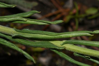Boechera collinsii, photographed by Brian Finzel
