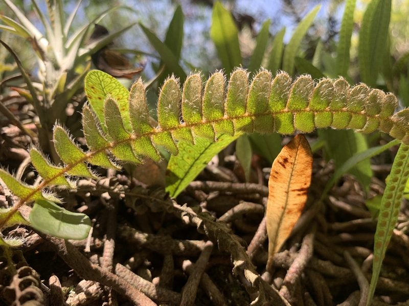 Pleopeltis lepidopteris, photographed by Florencia Grattarola