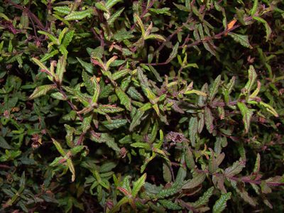 Cistus inflatus, photographed by Noa
