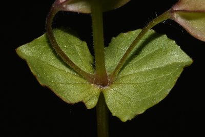 Erythranthe thermalis, photographed by Brian Finzel