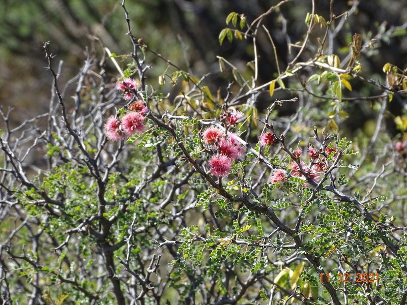 Painteria elachistophylla, photographed by Luis F. Ramírez
