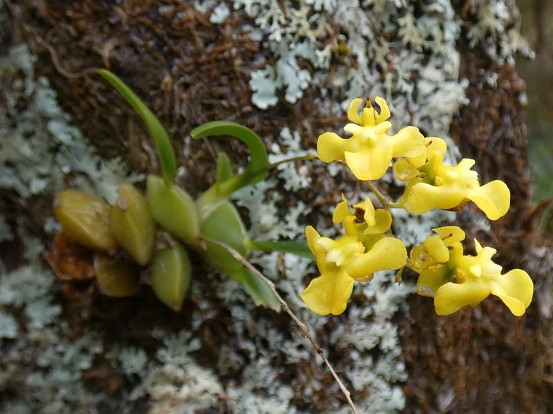 Oncidium cheirophorum, photographed by Kai Squires