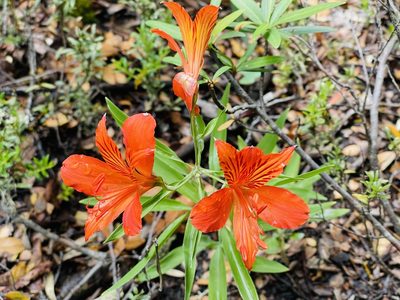 Alstroemeria aurea, photographed by Francisco E. Fonturbel