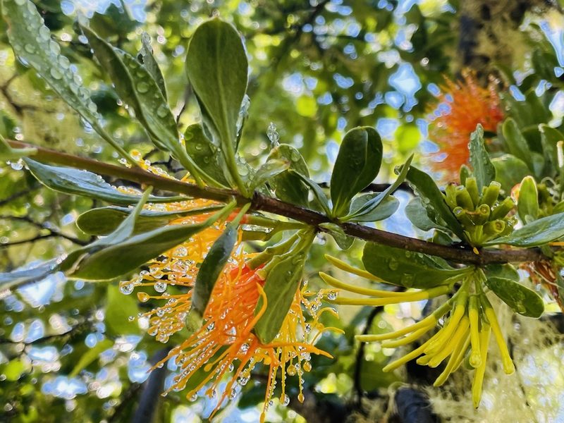 Desmaria mutabilis, photographed by Francisco E. Fonturbel