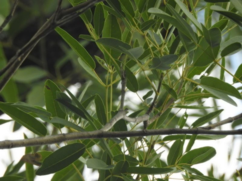 Tabebuia aurea, photographed by K. Musálem