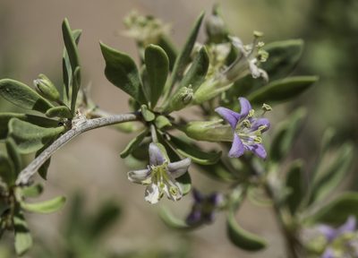 Lycium torreyi, photographed by Craig Martin
