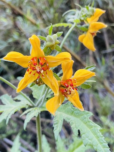 Loasa acanthifolia, photographed by Francisco E. Fonturbel