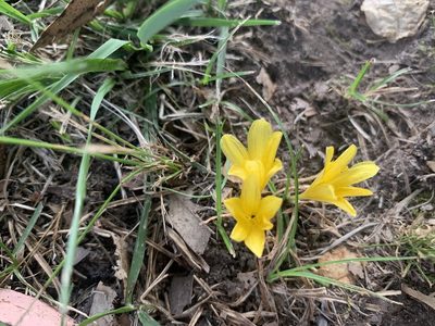 Zephyranthes americana, photographed by Florencia Grattarola