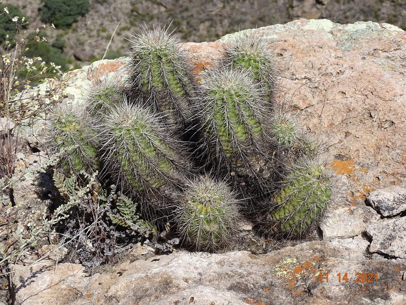Echinocereus polyacanthus, photographed by Luis F. Ramírez