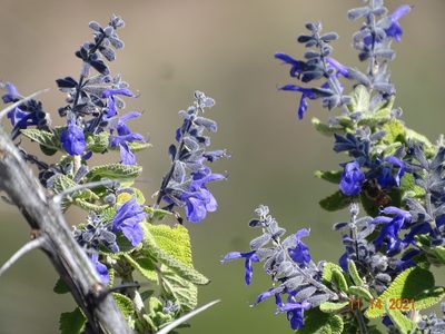 Salvia melissodora, photographed by Luis F. Ramírez