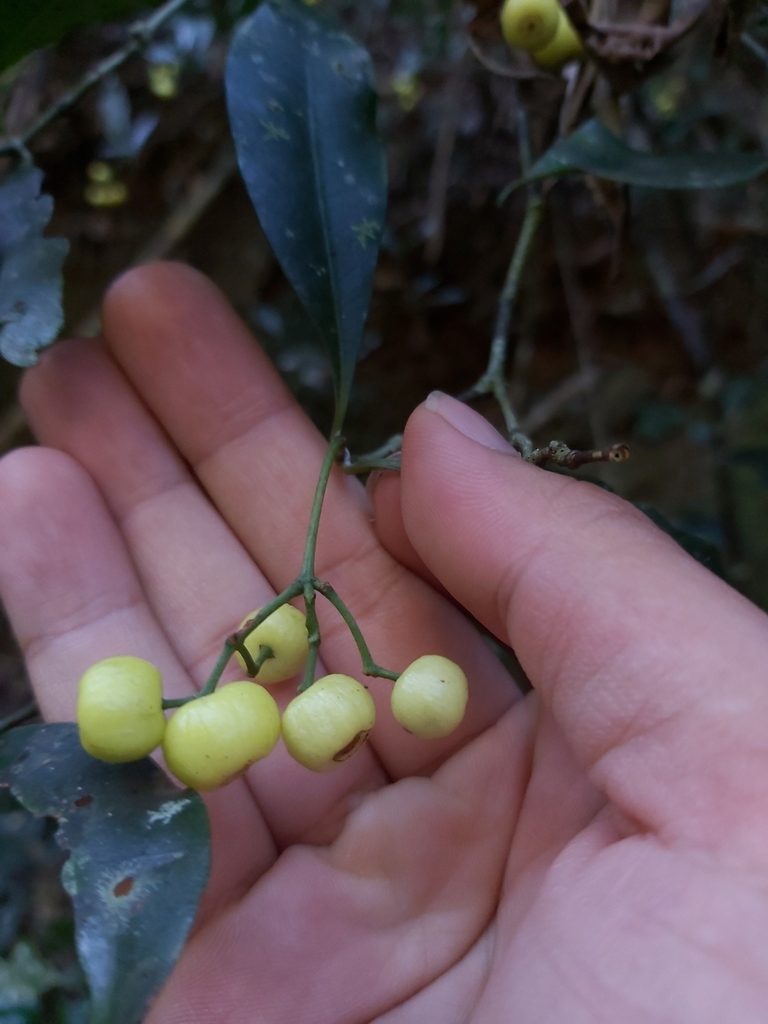 Psychotria dallachiana, photographed by Tim