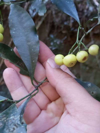 Psychotria dallachiana, photographed by Tim