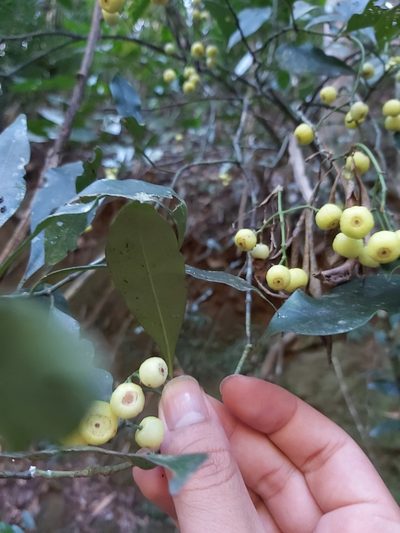 Psychotria dallachiana, photographed by Tim