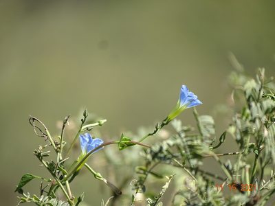 Ipomoea cardiophylla, photographed by Luis F. Ramírez