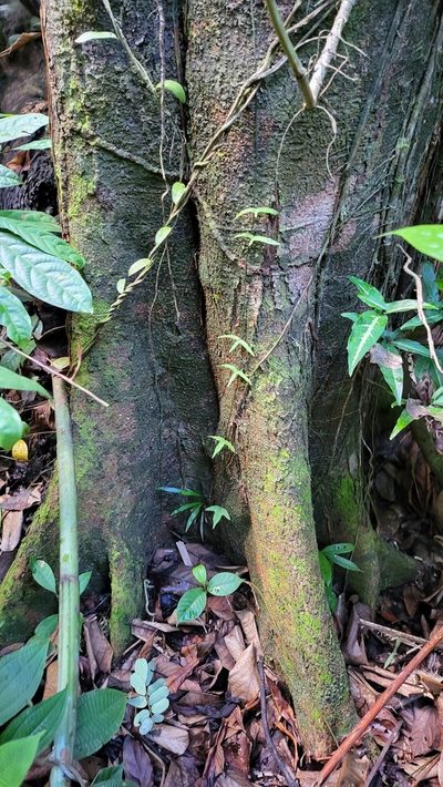 Adenia cordifolia, photographed by Cheongweei Gan