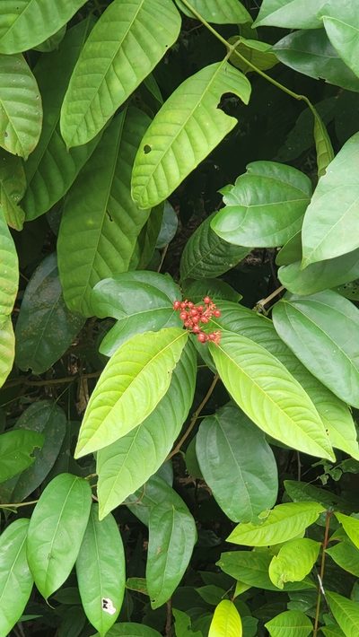 Ixora congesta, photographed by Cheongweei Gan