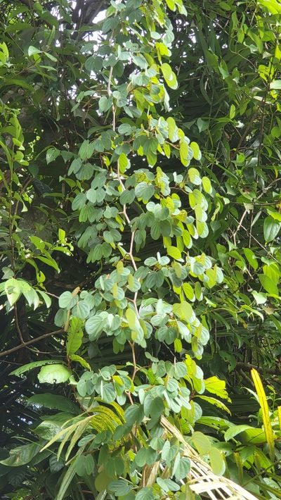 Phanera semibifida, photographed by Cheongweei Gan