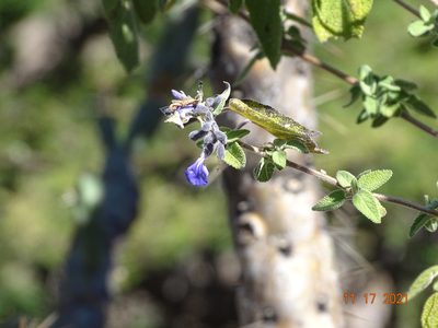 Salvia melissodora, photographed by Luis F. Ramírez