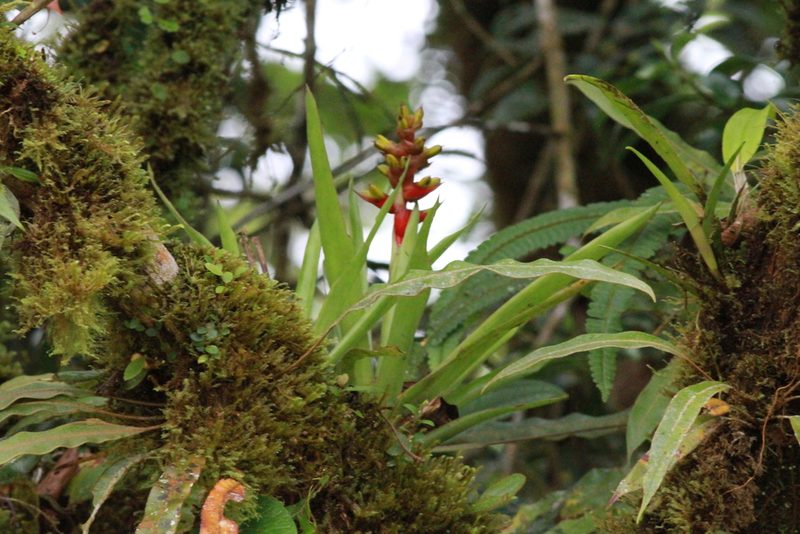 Guzmania donnellsmithii, photographed by harrier