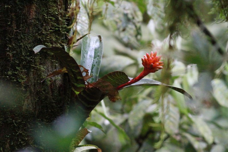 Guzmania musaica, photographed by harrier