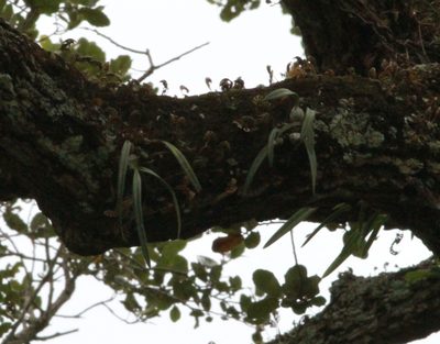 Encyclia tampensis, photographed by harrier